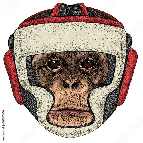 Chimpanzee, chimp portrait. Monkey face. Ape head. Boxing helmet.