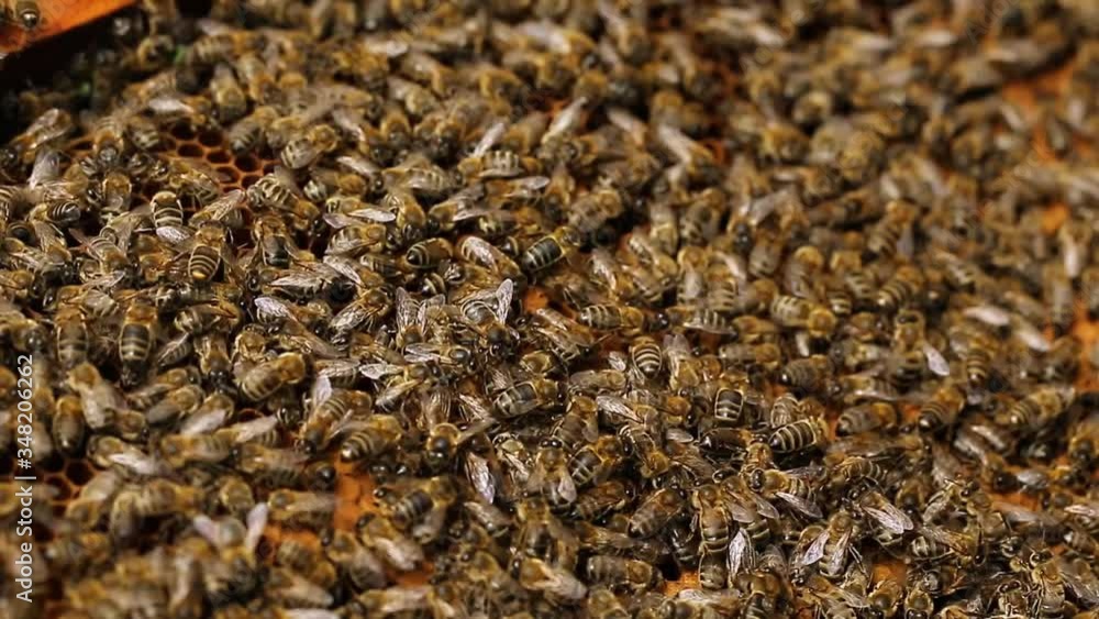 Close up view of colony of bees crawling on the beehive frame with honeycomb honey. Apiary, beehive and beekeeping concept Close up view of colony of bees crawling on the beehive frame with honeycomb honey. Apiary, beehive and beekeeping concept