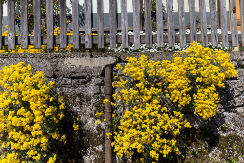 yellow flowering plant grows on a stone wall