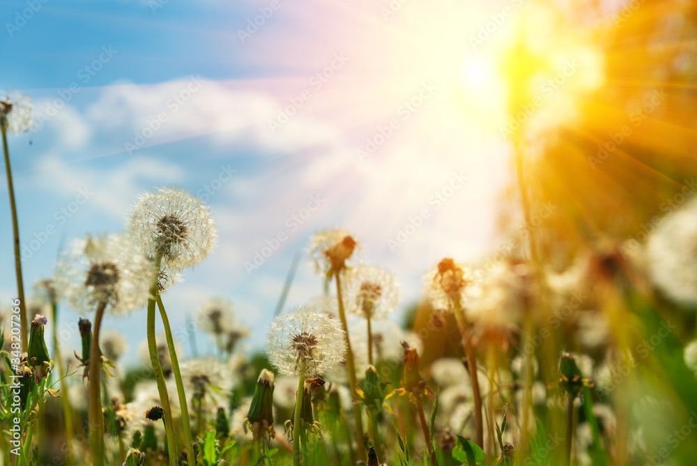Field with blowball dandelions against blue sky and sun beams. Spring background. Soft focus