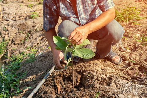Gardeners are planting and shoveling looking after guava trees in the garden.