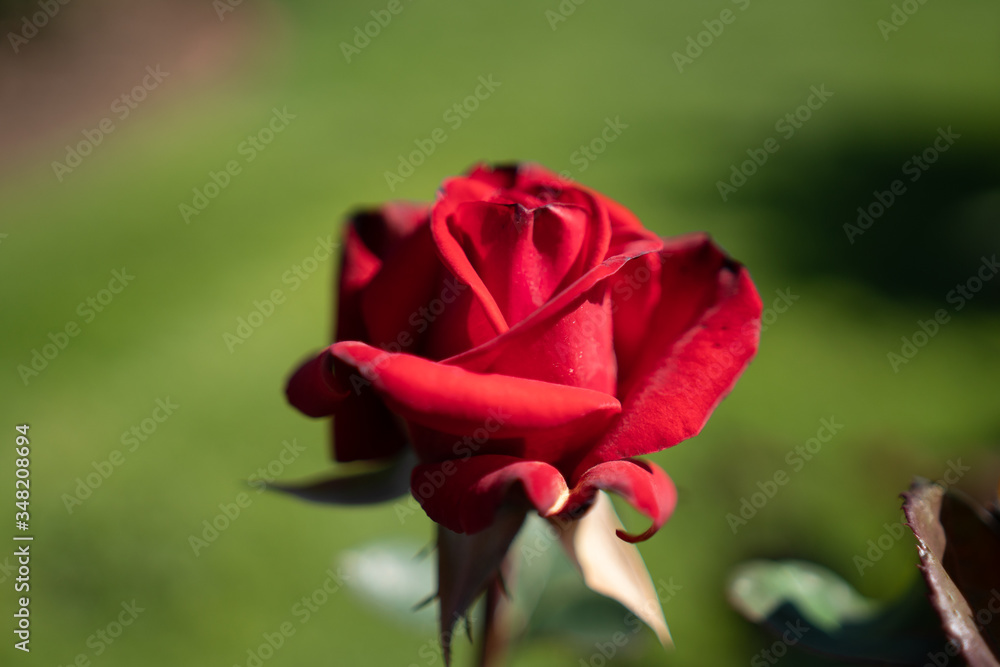 single red rose single red rose