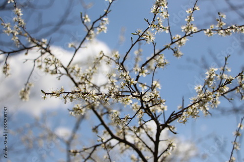 Primeros brotes de la primavera