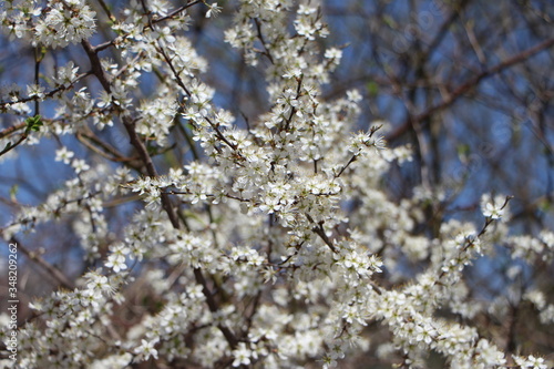 Primeros brotes de la primavera