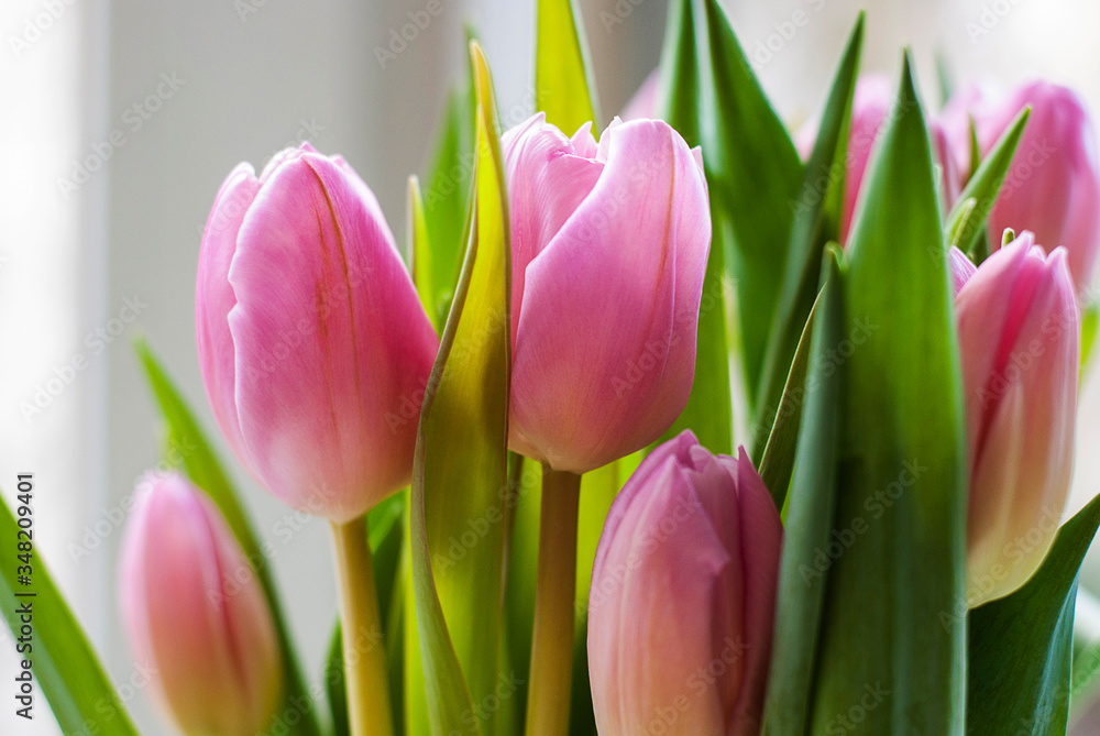 Bouquet of pink tulips with bright green leaves, detailed. Bouquet of pink tulips with bright green leaves, detailed.