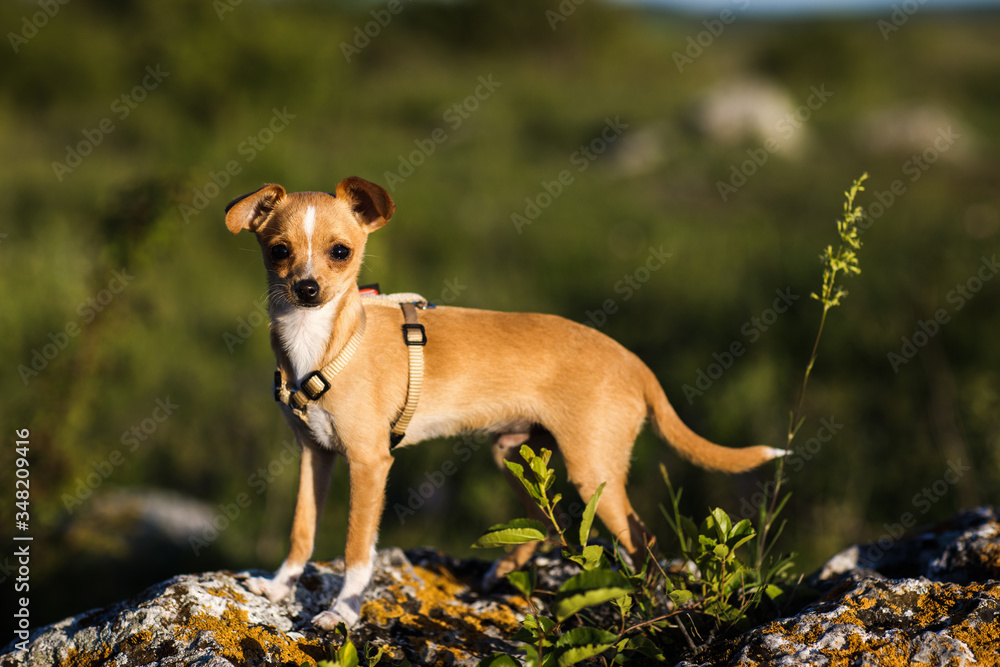 Chihuahua dog walks freely in nature in the middle of greenery. Chihuahua dog walks freely in nature in the middle of greenery.