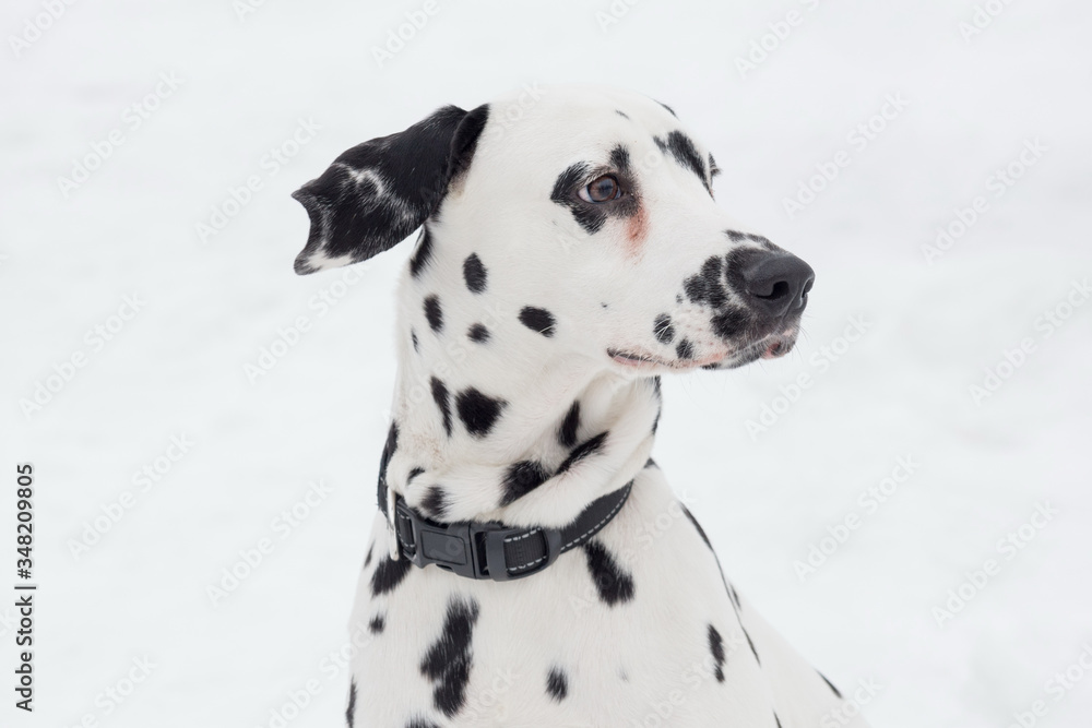 Portrait of cute dalmatian puppy close up. Pet animals.