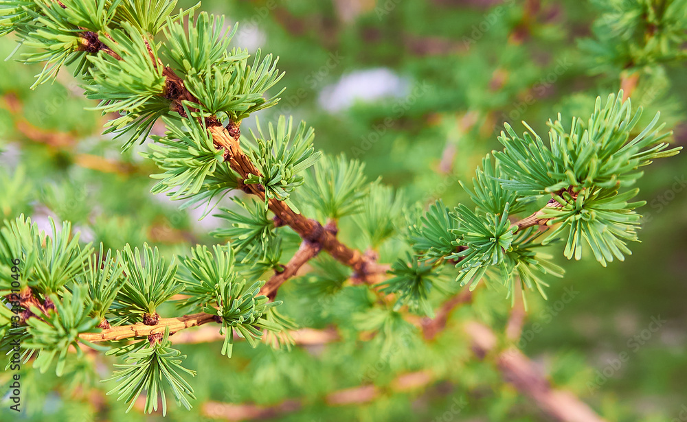 Fototapeta premium Green young larch needles on branches. Close-up. Natural larch tree twig. Green spring background. Spring trees. Larix .