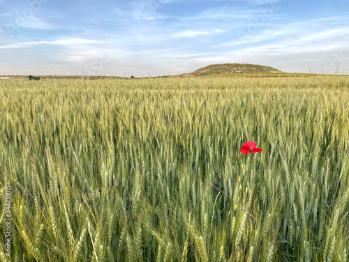 La soledad de la amapola