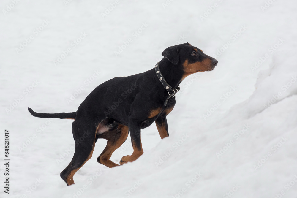 Cute german pinscher puppy is running on a white snow in the winter park. Pet animals.
