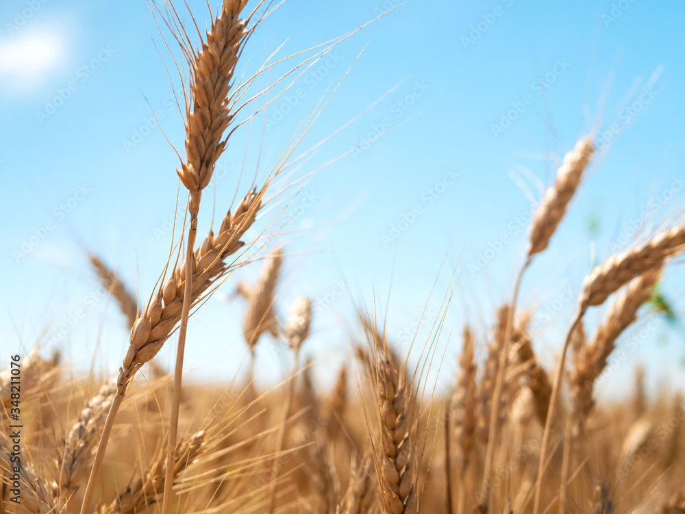 Wheat harvesting in the summer. Golden ear of ripe wheat on the field Wheat harvesting in the summer. Golden ear of ripe wheat on the field