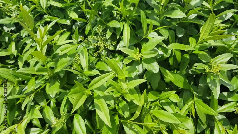 Natural tree leaves slowly swayed by wind blow. The beautiful green swaying bush leave gives relaxing feel. It waving along wind breeze. Slow motion. Green environment concept. Natural tree leaves slowly swayed by wind blow. The beautiful green swaying bush leave gives relaxing feel. It waving along wind breeze. Slow motion. Green environment concept.