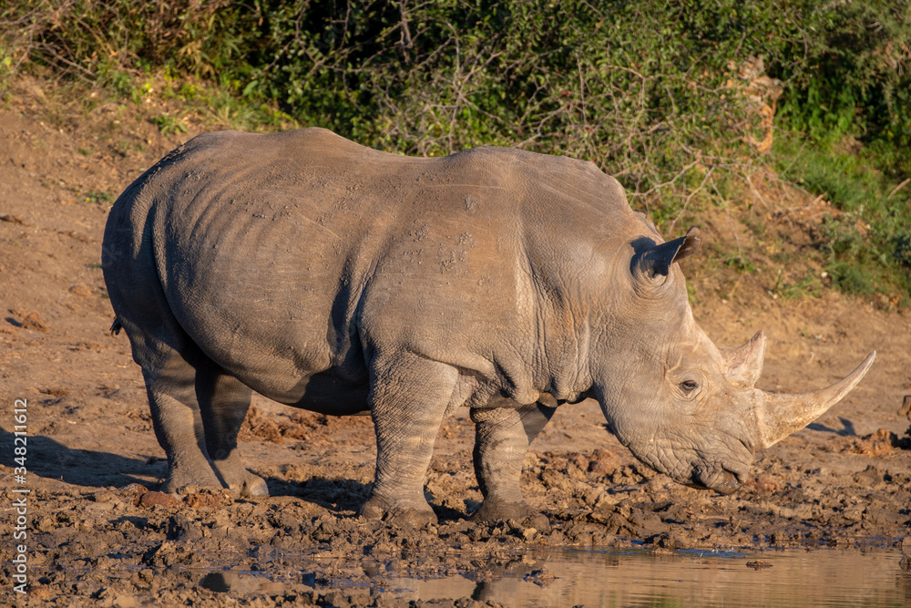 A white rhino ( Ceratotherium simum) in a safari park in South Africa bathed in evening light A white rhino ( Ceratotherium simum) in a safari park in South Africa bathed in evening light