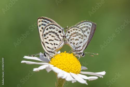 Lycaenidae / Balkan Kaplanı / / Tarucus balkanicus © Yasin