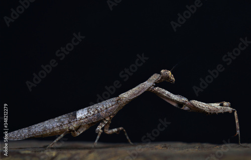 praying mantis that resembles a stick © sovitraj