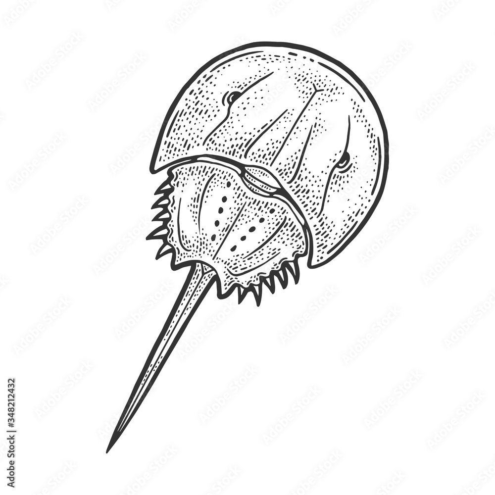 Xiphosura horseshoe crab sketch engraving vector illustration. T-shirt apparel print design. Scratch board imitation. Black and white hand drawn image. - obrazy, fototapety, plakaty 