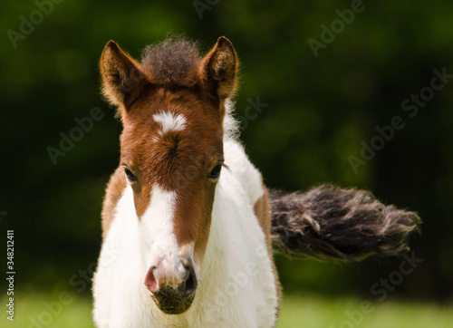A tiny georgeous skewbald foal of an icelandic horse with interesting fur markers is playing, jumping, grazing and looking alone in the meadow