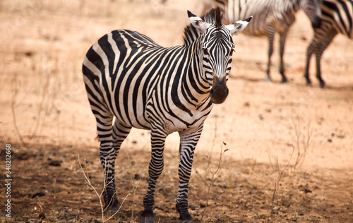 Zebra w parku Tarangire