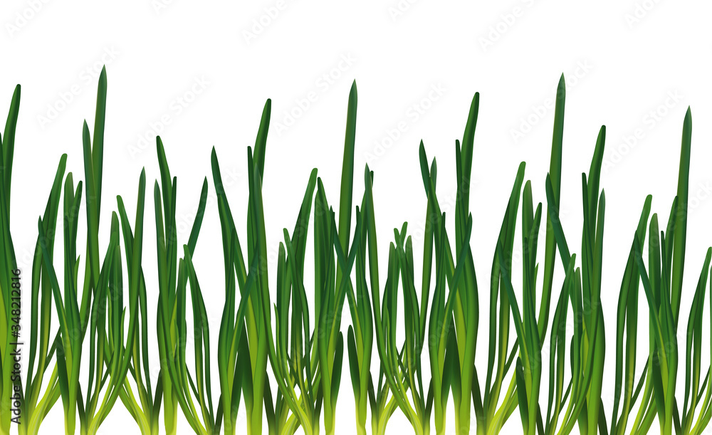 3d realistic green onion isolated on transparent background. Fresh green onion close up. Banner with copy space for your text. Top view. Organic onion. Illustration 3d realistic green onion isolated on transparent background. Fresh green onion close up. Banner with copy space for your text. Top view. Organic onion. Illustration