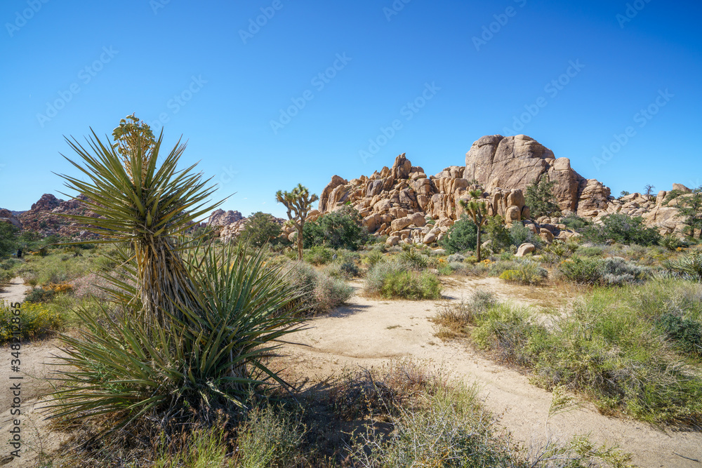 hiking the hidden valley trail in joshua tree national park, california, usa hiking the hidden valley trail in joshua tree national park, california, usa