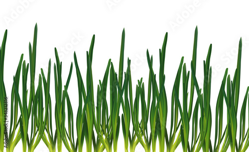 3d realistic green onion isolated on transparent background. Fresh green onion close up. Banner with copy space for your text. Top view. Organic onion. Illustration