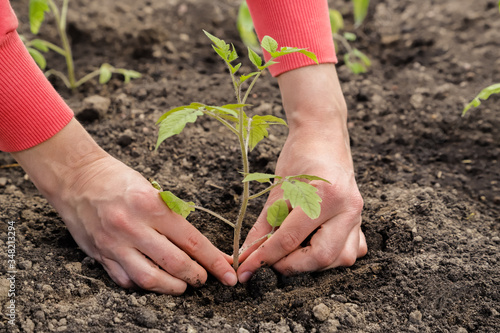 Female hands plant tomato sprout, season of vegetable planting, horticulture.