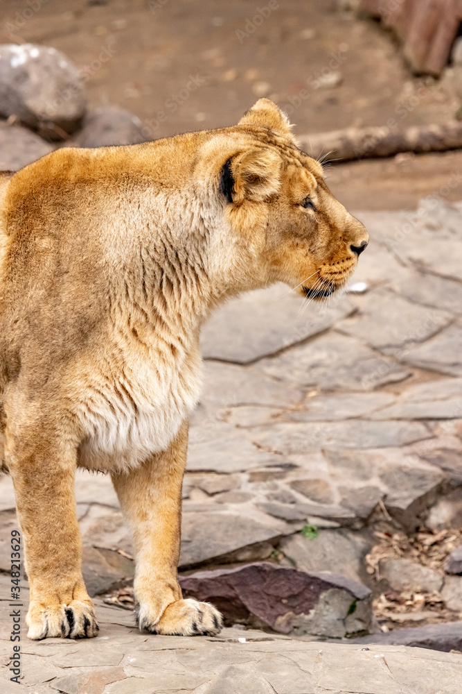 The head of a lioness looking intently into the distance. close up The head of a lioness looking intently into the distance. close up