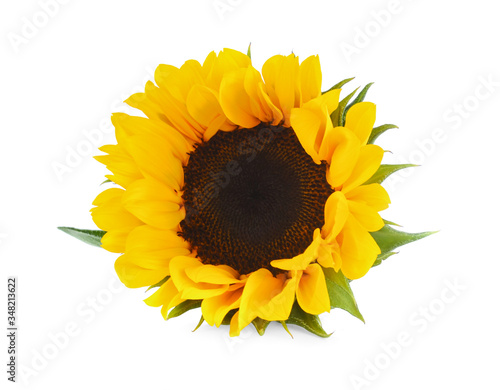 Fototapeta Naklejka Na Ścianę i Meble -  Sunflower isolated on white background