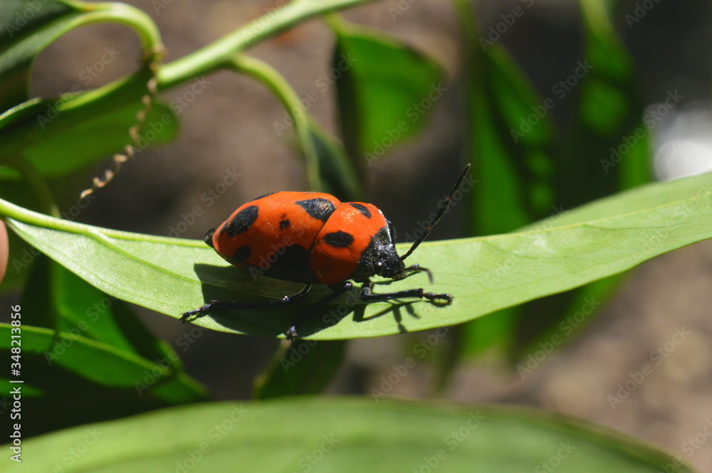 Fototapeta premium vibrant orange with black spots bug
