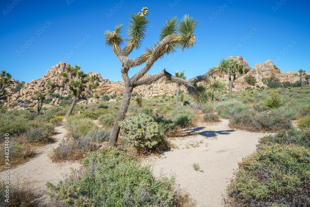 hiking the hidden valley trail in joshua tree national park, california, usa hiking the hidden valley trail in joshua tree national park, california, usa