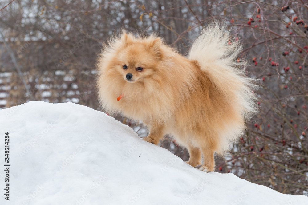 Cute deutscher spitz puppy is standing on a white snow in the winter park. Pet animals.