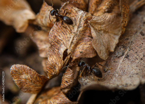 Ants live naturally at the ground leaf