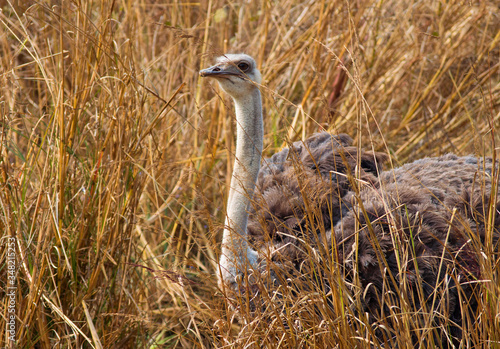 Obraz na płótnie ostrich in the wild