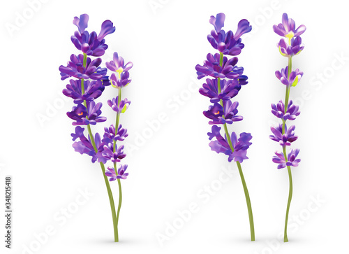 Realistic lavender isolated on transparent background. Beautiful violet flowers. Fragrant bunch lavender. Fresh cut flower. 3d illustration.