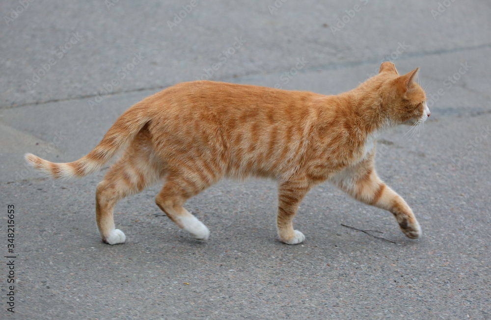 Red cat purposefully walks on the gray asphalt Red cat purposefully walks on the gray asphalt