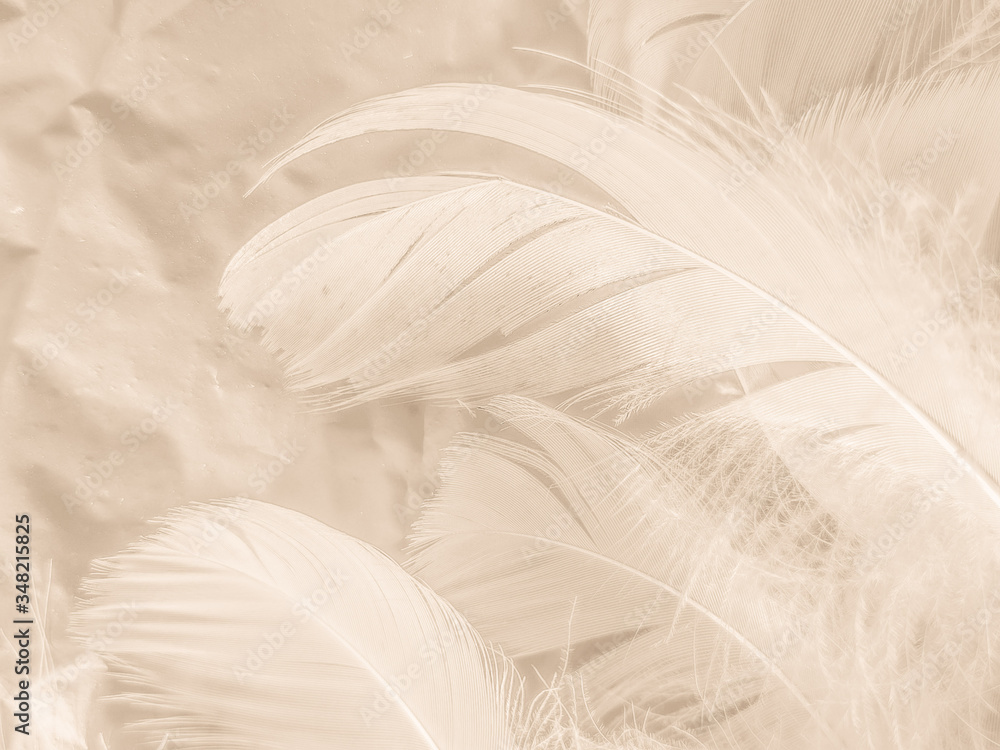 Beautiful abstract white and brown feathers on black background, soft  yellow feather texture on white pattern and yellow background, feather  background, gold feathers banners Stock Photo