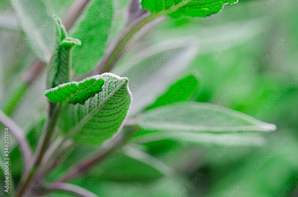 Medicinal plants and condiments: young sage leaves Medicinal plants and condiments: young sage leaves