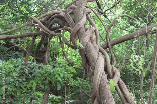 Trees with bendy and twisted branches coiled into each other © The Creative Bloke