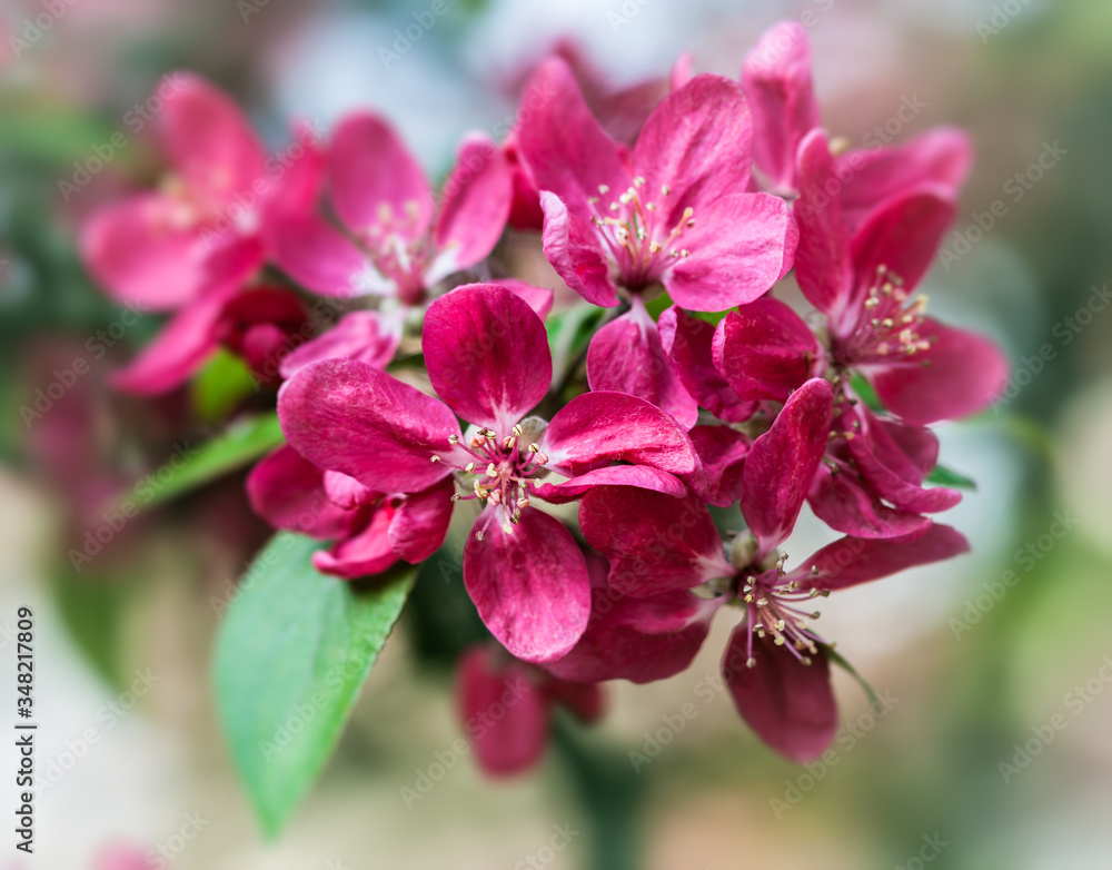 Branch with pink apple flowers.