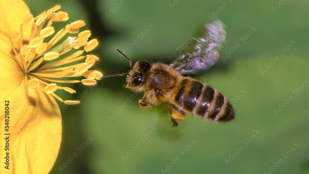 A Bee hovering while collecting pollen from blossom. Hairs on Bee are covered in yellow pollen as are it's legs. A Bee hovering while collecting pollen from blossom. Hairs on Bee are covered in yellow pollen as are it's legs.