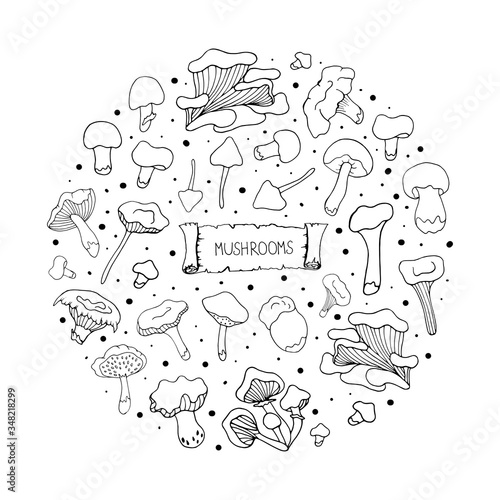 Set with mushrooms. Doodle style. Poster design, printing on fabrics, paper, dishes. Vector isolated illustration with chanterelles, russules, white mushrooms, oyster mushrooms on a white background. 