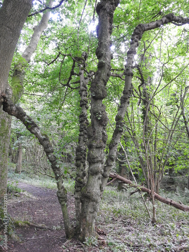Small branchy tree and path in the woods Small branchy tree and path in the woods