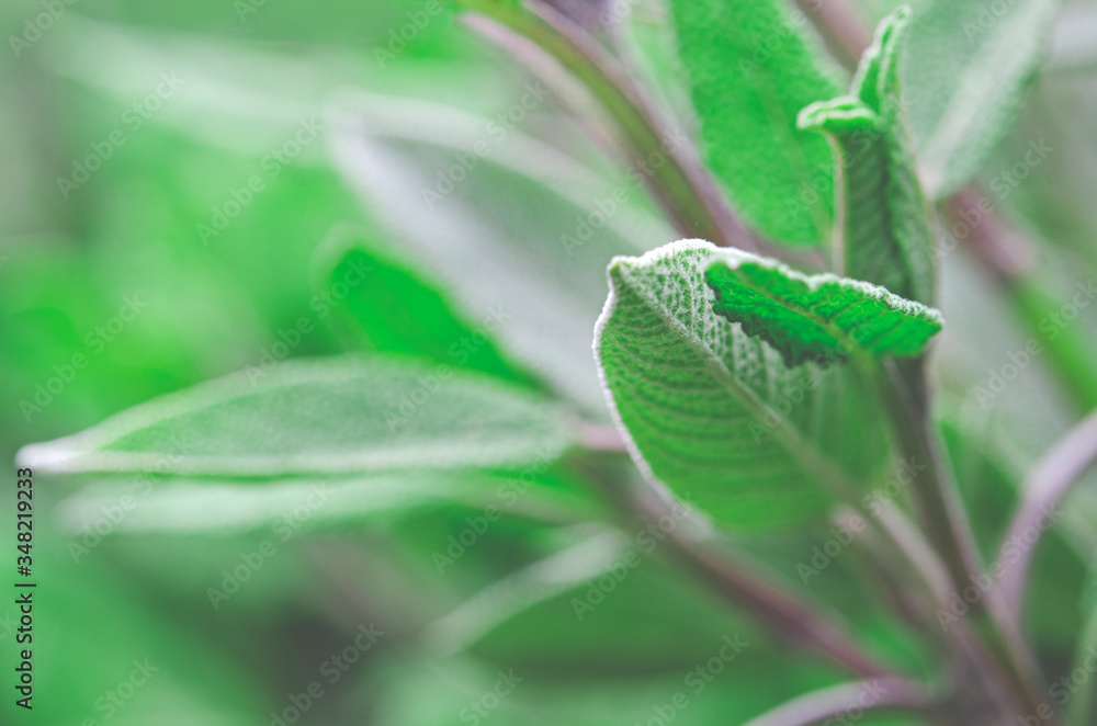Medicinal plants in the garden: a young sage bush Medicinal plants in the garden: a young sage bush