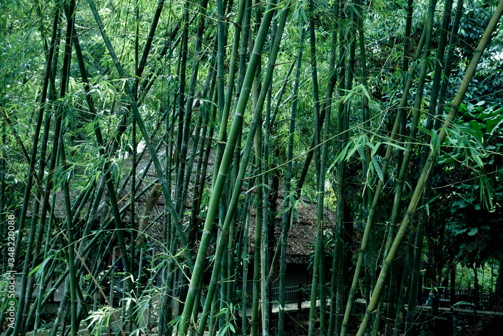 Fototapeta premium Lanscape bamboo forest.Cool tone.