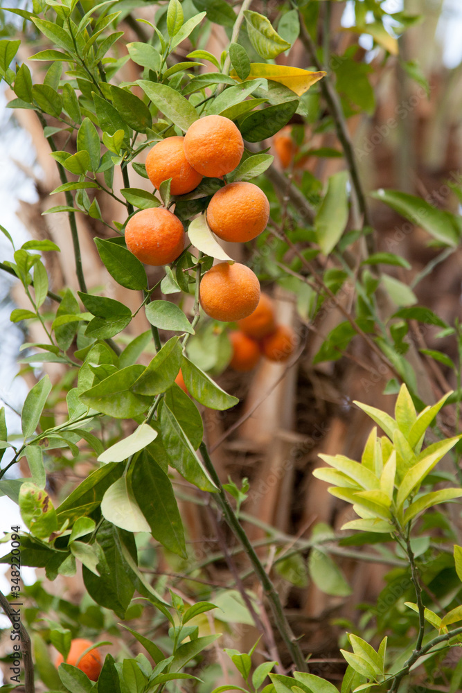 oranges growing on a tree outdoors