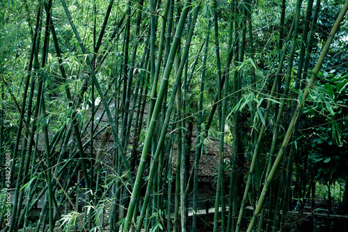 Lanscape bamboo forest.Cool tone.