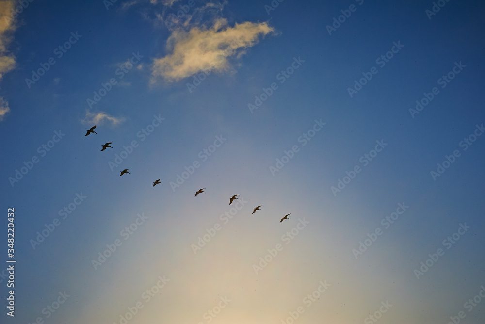 Birds flying in formation. at sunset