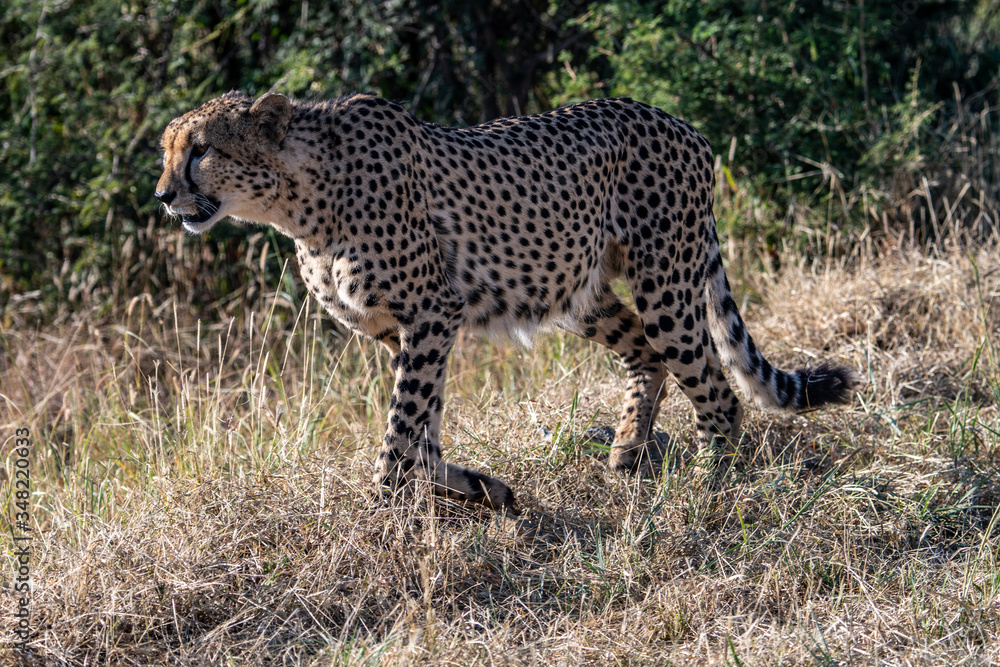 Obraz premium A male cheetah (Acinonyx jubatus) in the Madikwe Reserve, South Africa
