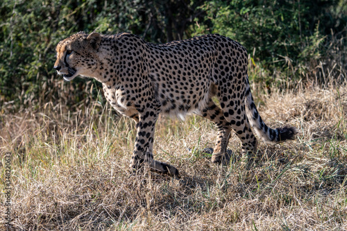 A male cheetah (Acinonyx jubatus) in the Madikwe Reserve, South Africa