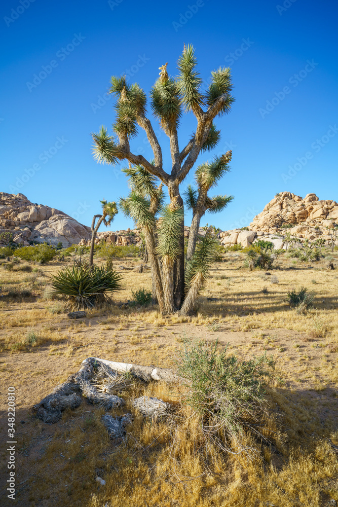 hiking the barker dam nature trail in joshua tree national park, california, usa hiking the barker dam nature trail in joshua tree national park, california, usa